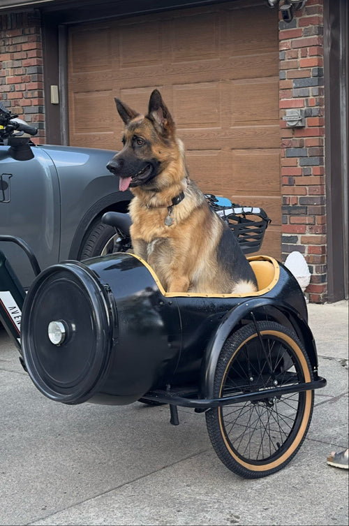 custom ebike sidecar with German Shepheard